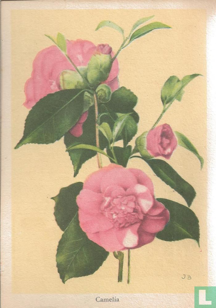 Camelia