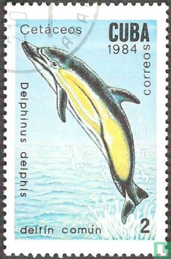 Delphin