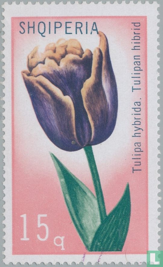 Tulpen 