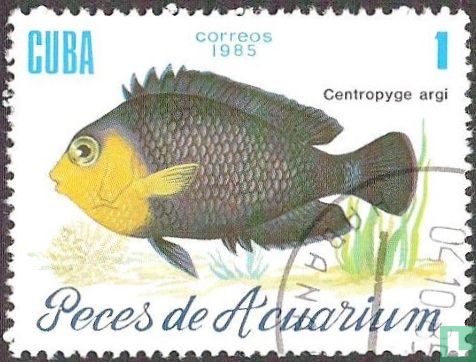 Aquariumvissen