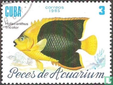 Aquariumvissen