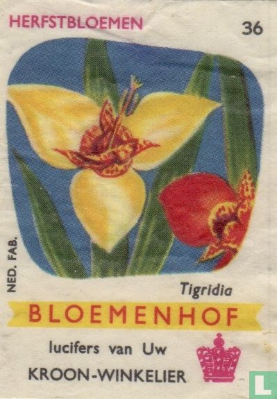 Tigridia