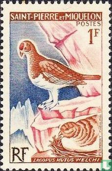 Lagopède