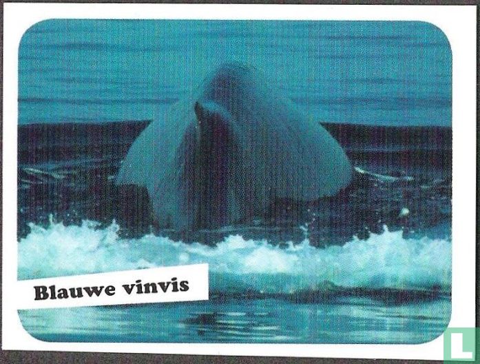 Blauwe vinvis