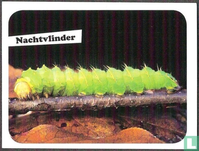 Nachtvlinder
