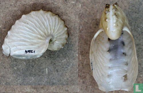 Argonauta hians