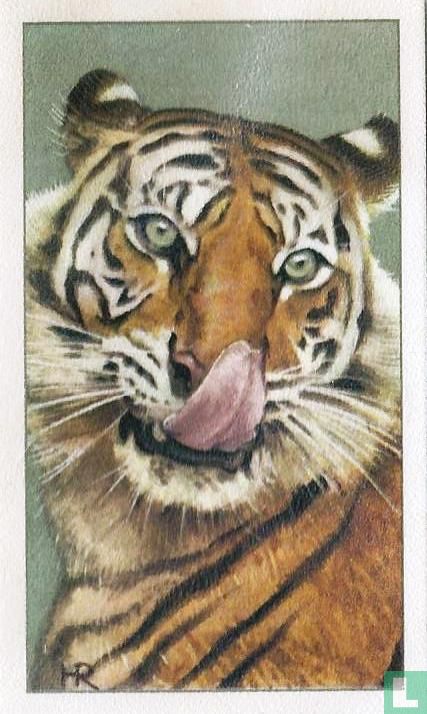 Koningstijger (in rust)