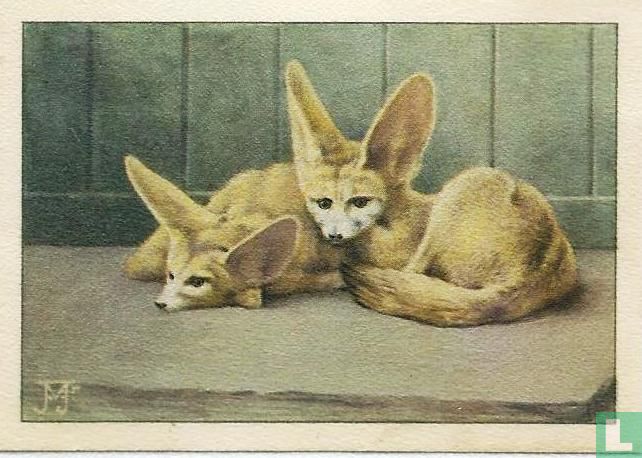 Fenneks