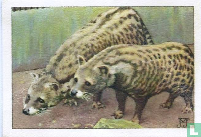 Civetkatten-paar