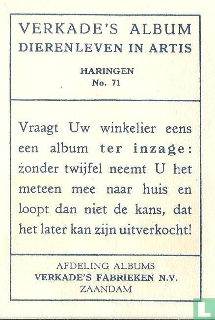 Haringen