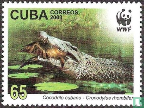 Faune protégée - Crocodile cubain