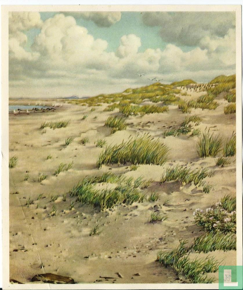 Jonge Helmduintjes