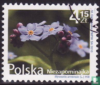 Champ de myosotis