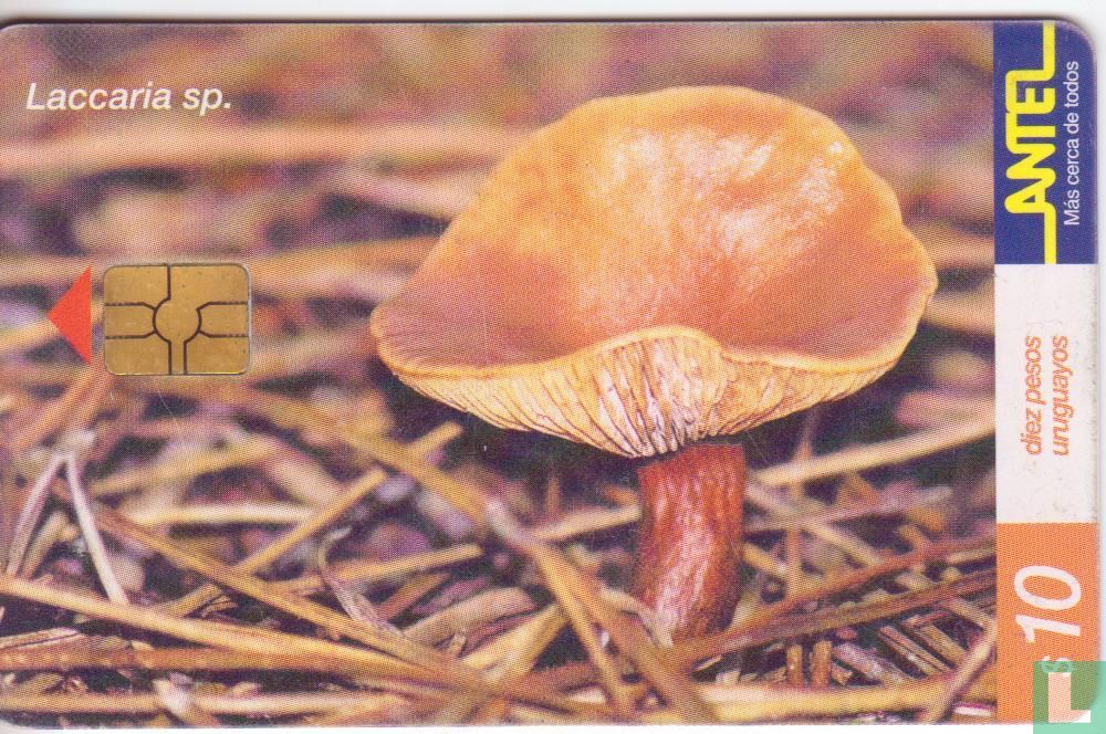 Laccaria sp.
