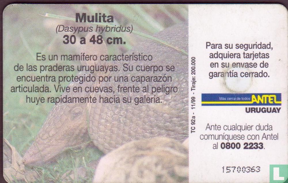 Mulita