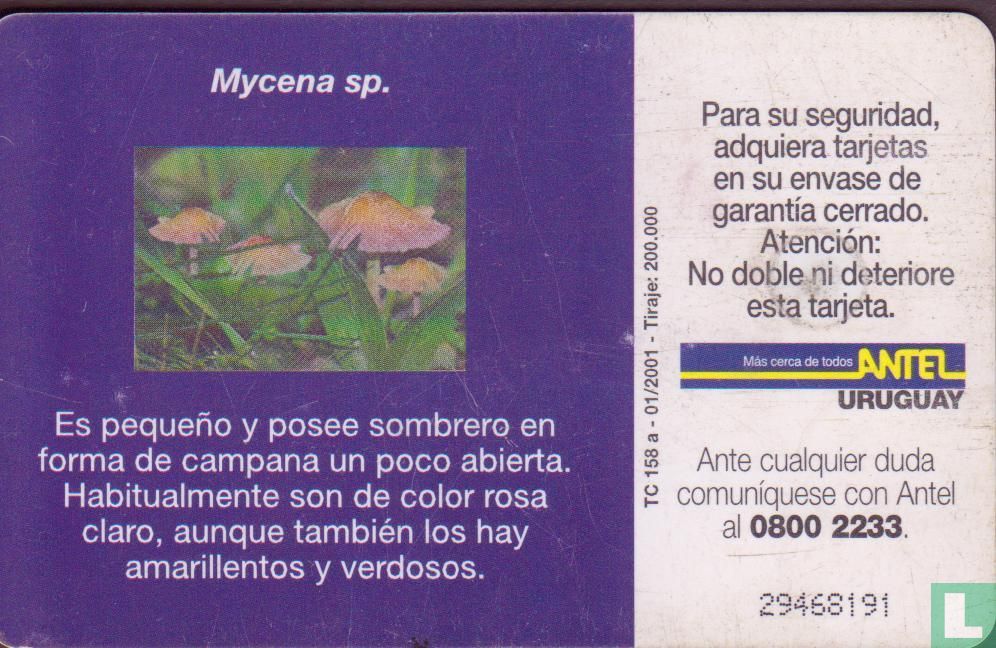 Mycena sp.