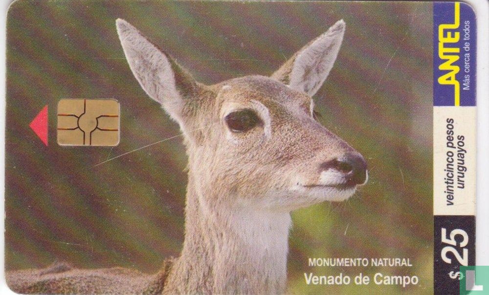 Venado de Campo