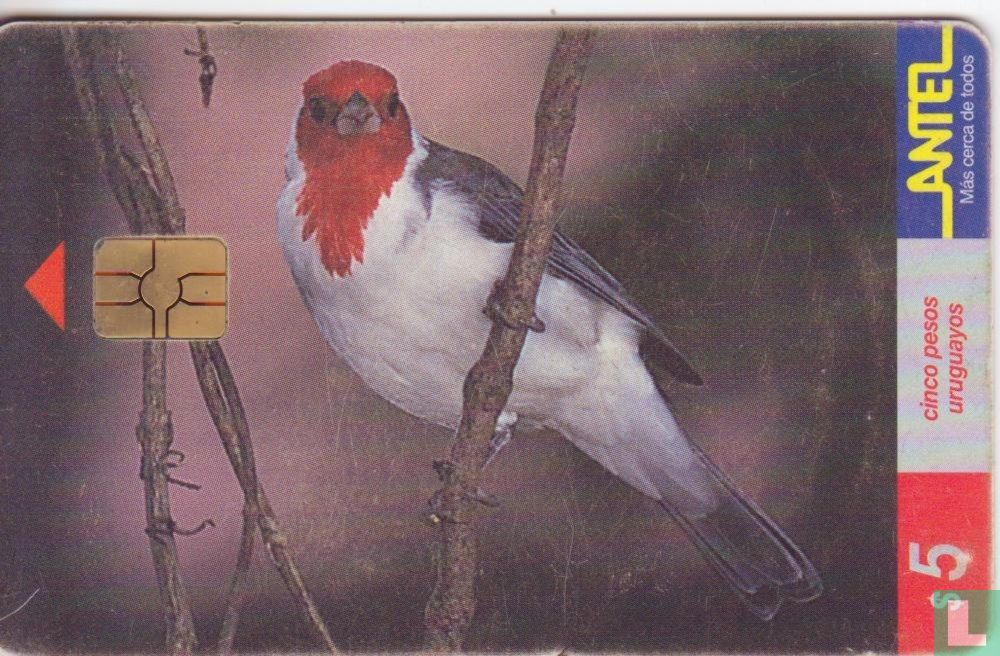 Cardenal