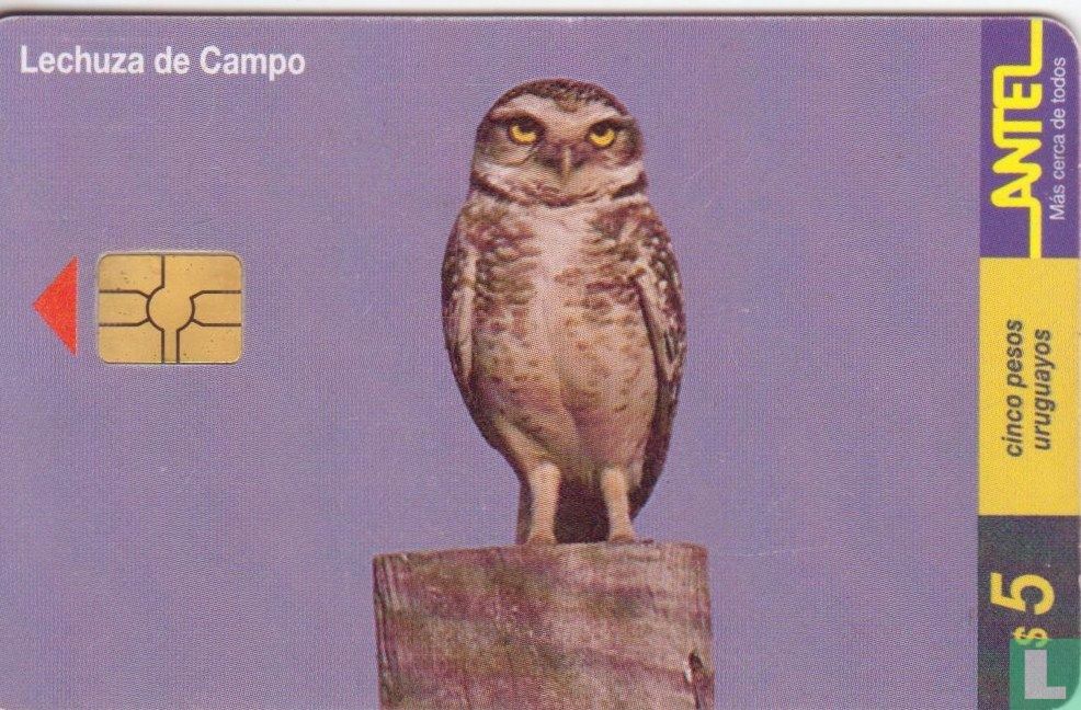 Lechuza de Campo