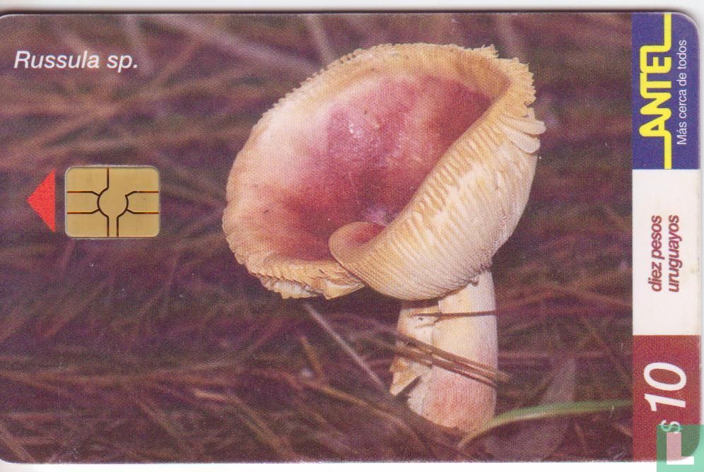 Russula sp.