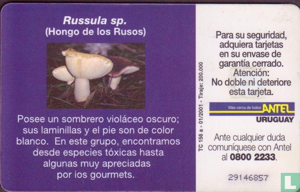 Russula sp.