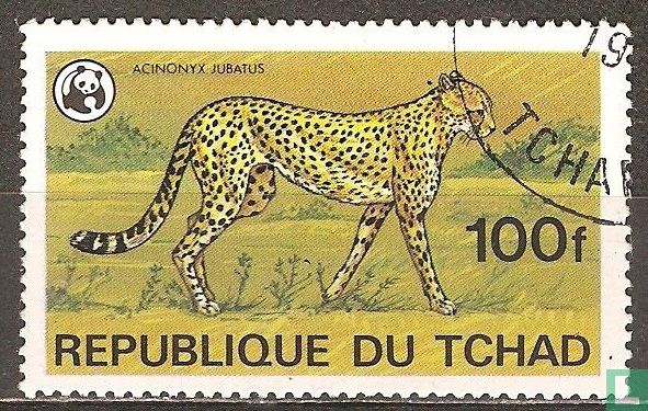 Cheetah