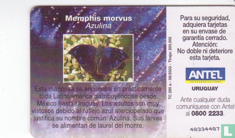 Memphis morvus