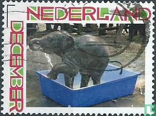 Olifant in bad