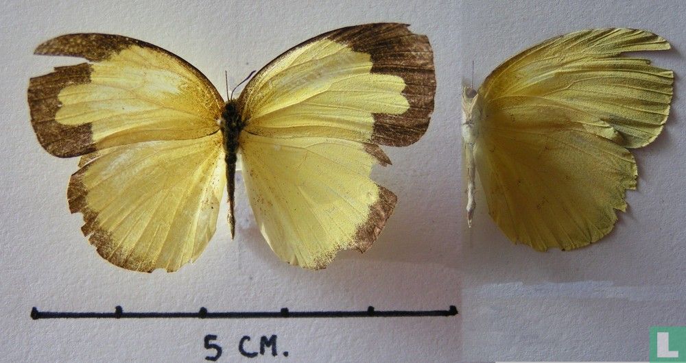 Eurema blanda