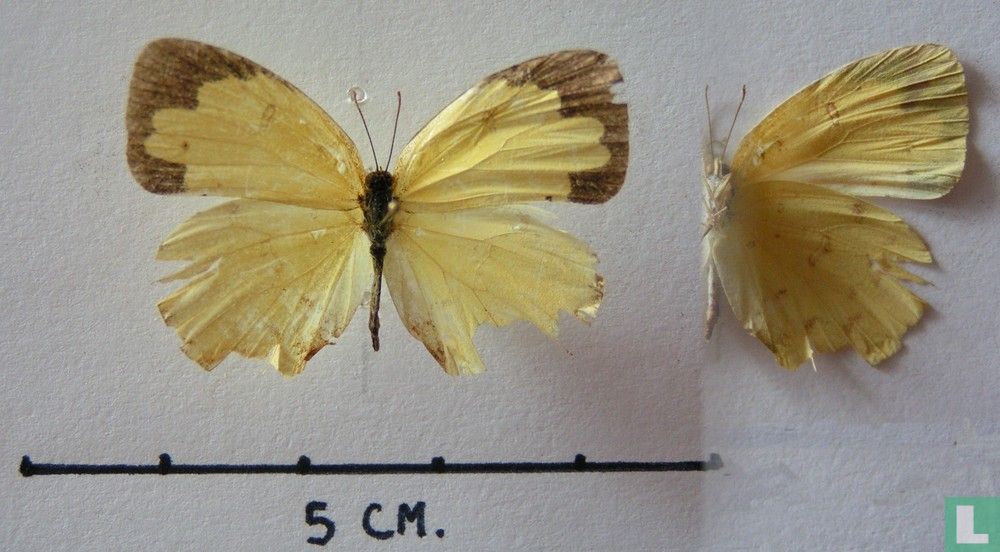 Eurema blanda