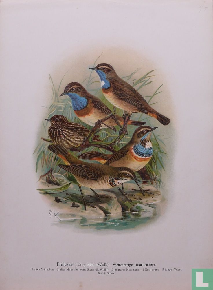 Witvlek Blauwborstje