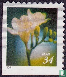 Freesia