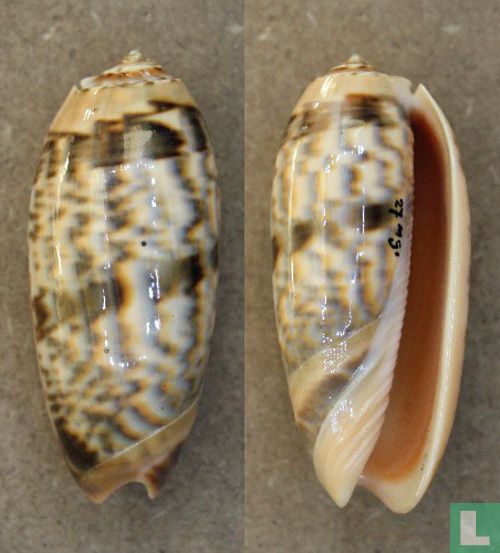 Oliva miniacea