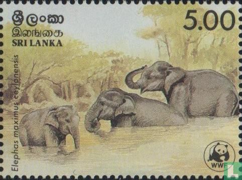 Eléphant Sri Lankais