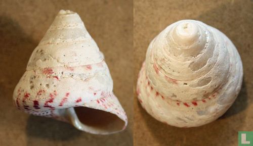 Tectus conus