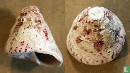 Tectus conus