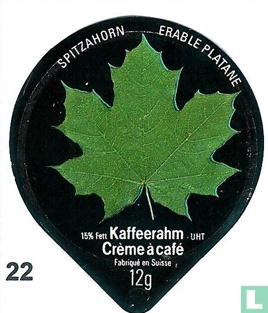 Spirtzahorn