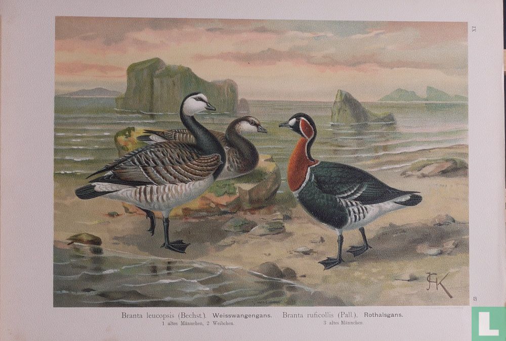 Brandgans en Roodhalsgans