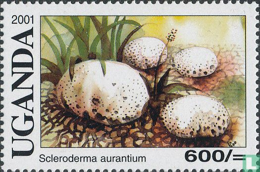 Champignons