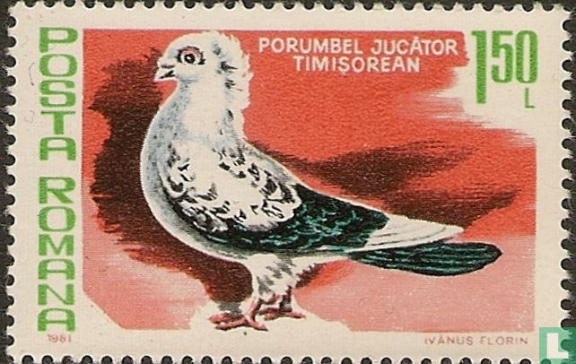 Pigeons