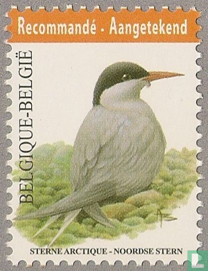 Arctic tern
