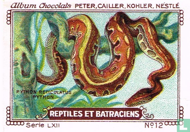 Python reticulatus - Python