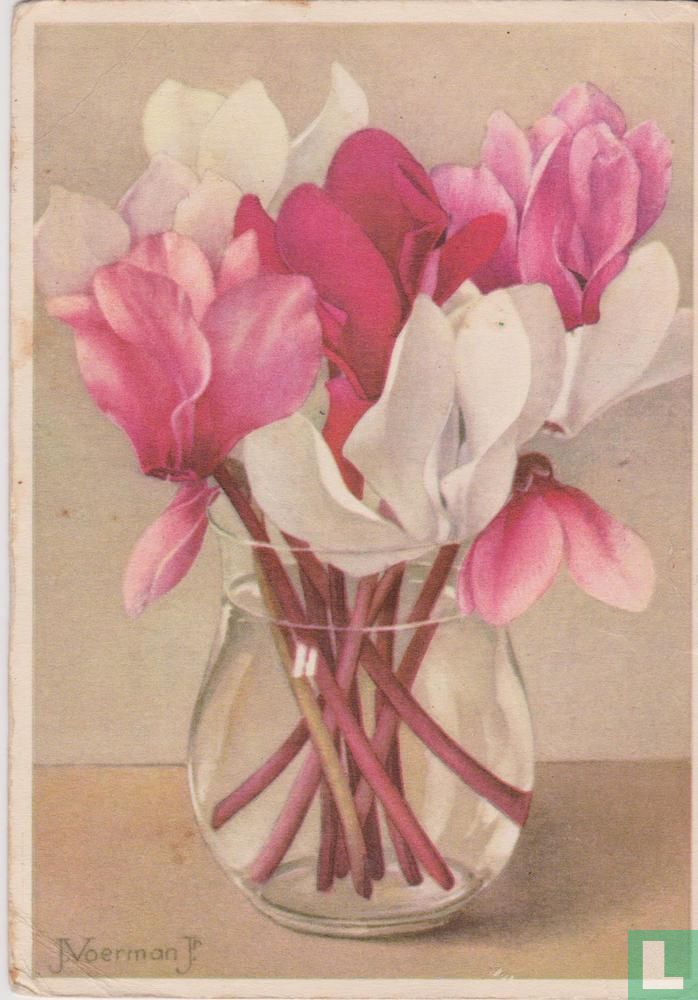 1949-01-3 Cyclamen