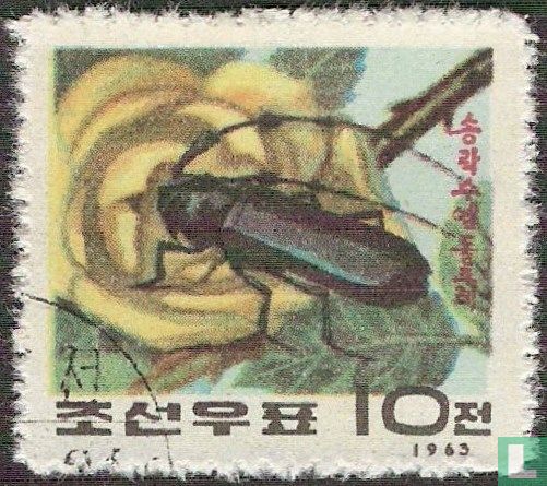Beetle