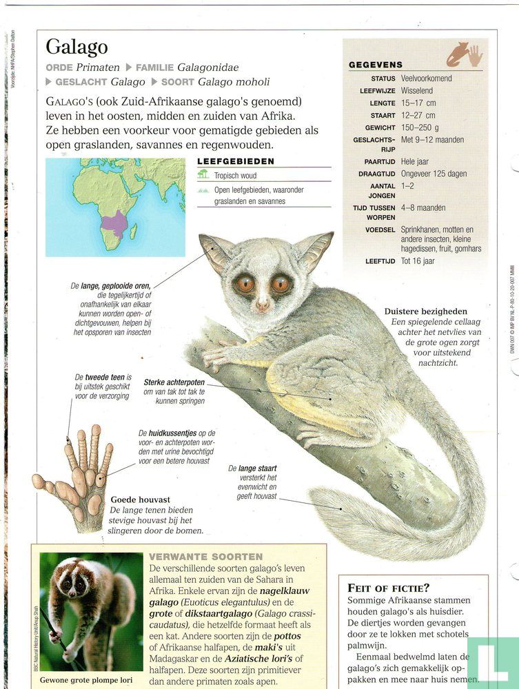 Galago