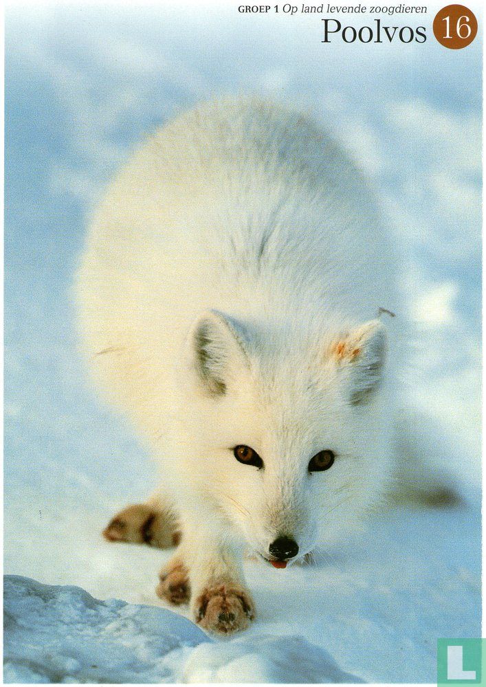 Arctic Fox