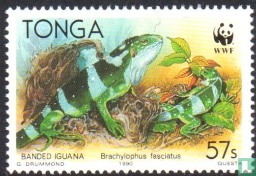 Leguan