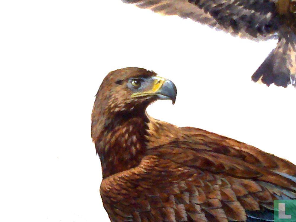 Aigles royal