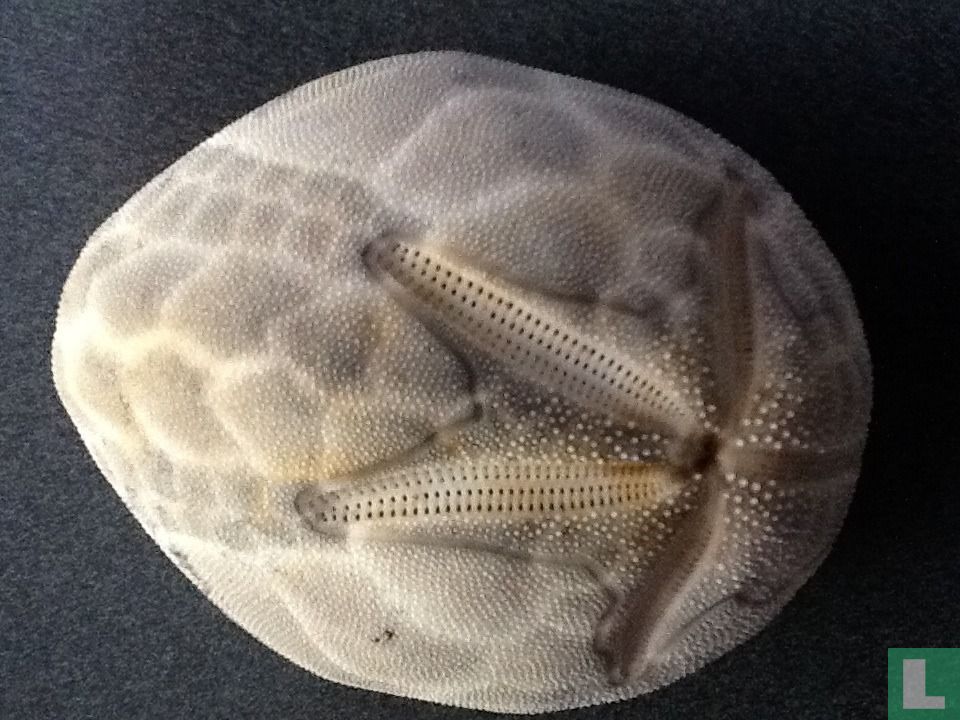 Echinoidea