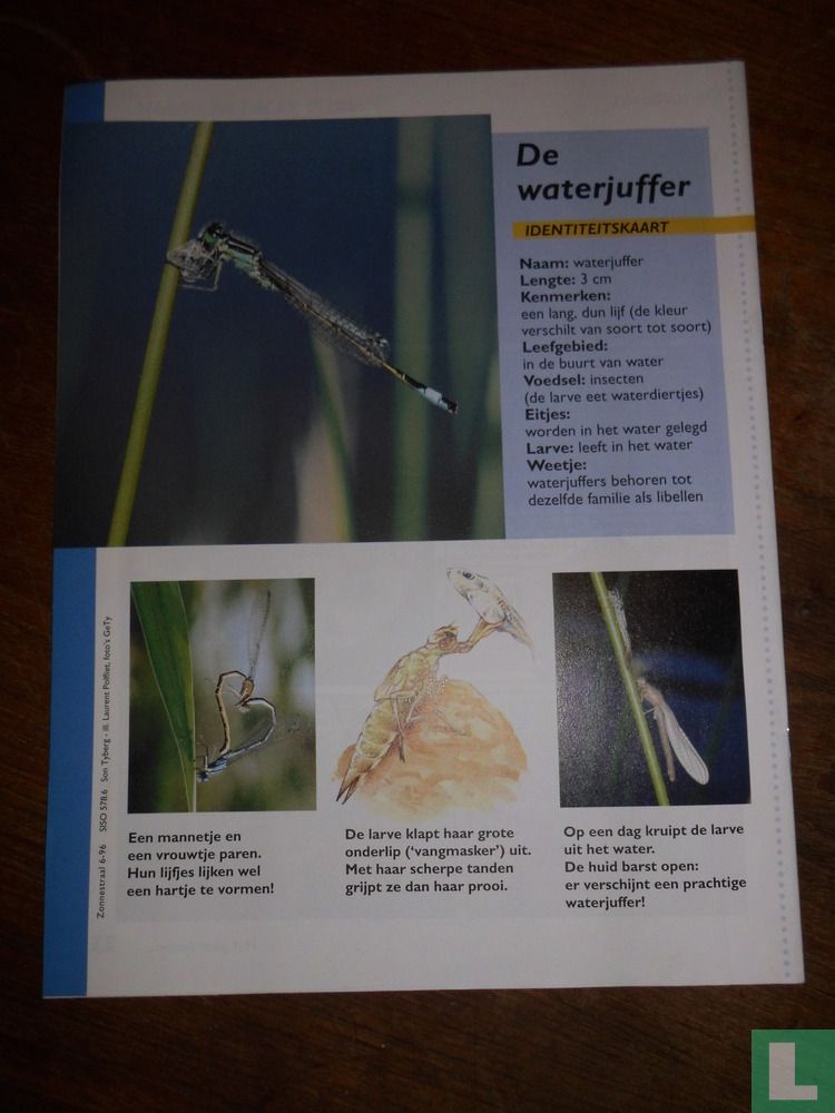 Zonnestraal 6